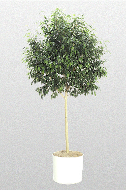 Ficus Monique